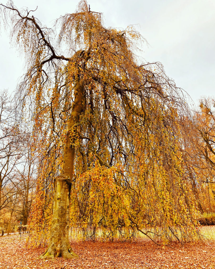 602E309C-9012-4DD4-B9C8-AAACFE4CA568